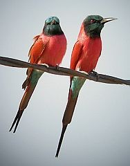 Northern Carmine Bee-eaters © John Muddeman